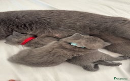 British Shorthair cats for sale: London: GCCF Pedigree British Blue Shorthair Girls - Image 7