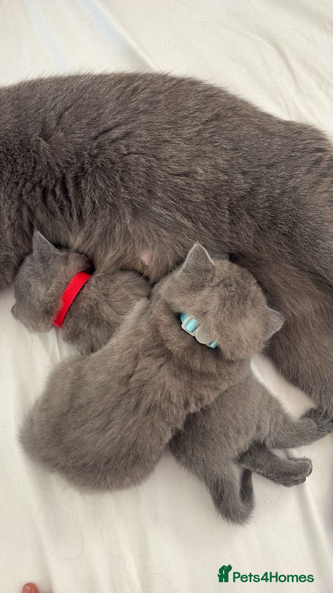 British Shorthair cats for sale: London: GCCF Pedigree British Blue Shorthair Girls - Image 7