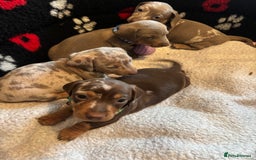 Dachshund dogs for sale: Miniature dapple chocolate boy puppies - Image 7