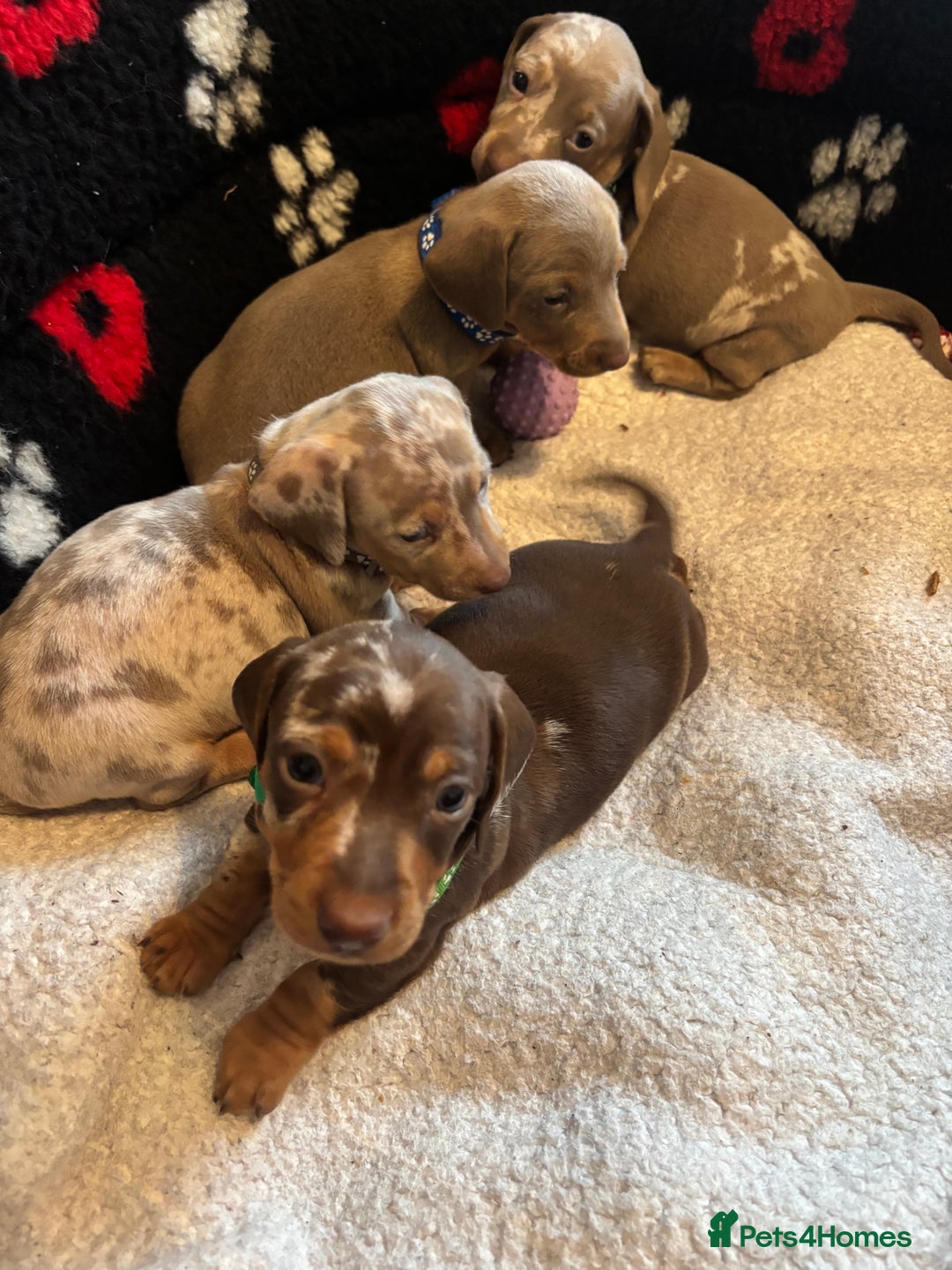 Dachshund dogs for sale: Miniature dapple chocolate boy puppies - Image 7