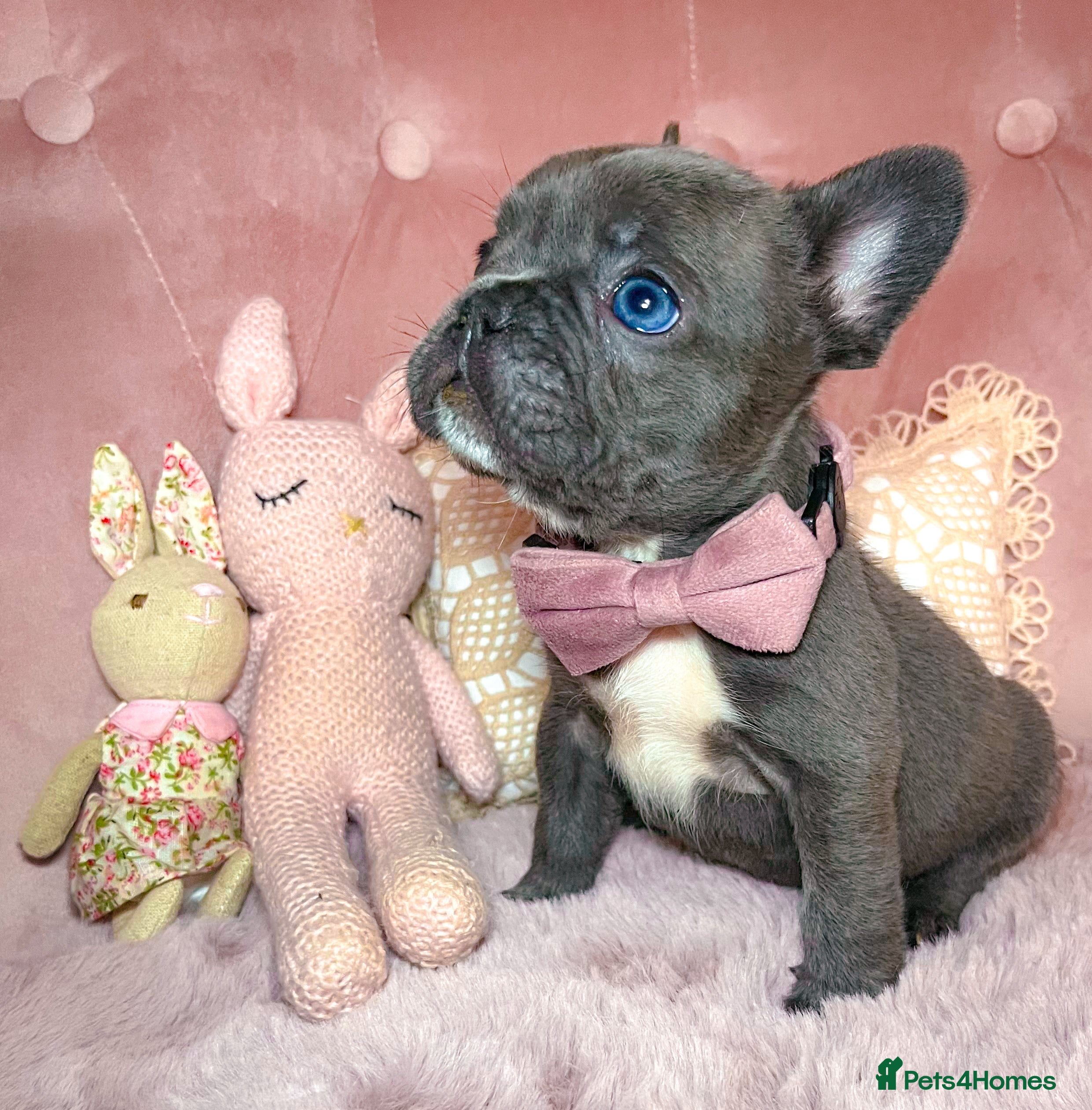 French Bulldog dogs 🌸BEAUTIFUL GIRL READY TO GO🌸 - Advert 13