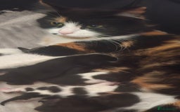 Mixed Breed cats for sale: Calico kittens  - Image 10