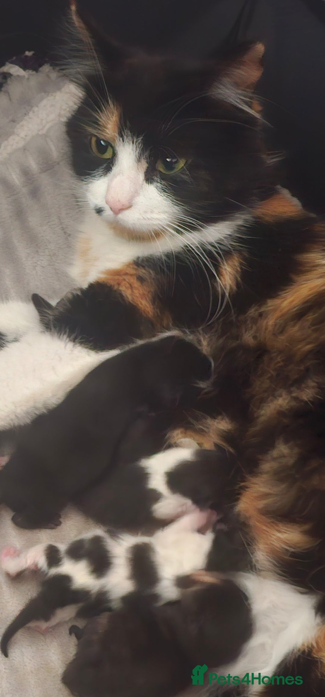 Mixed Breed cats for sale: Calico kittens  - Image 10