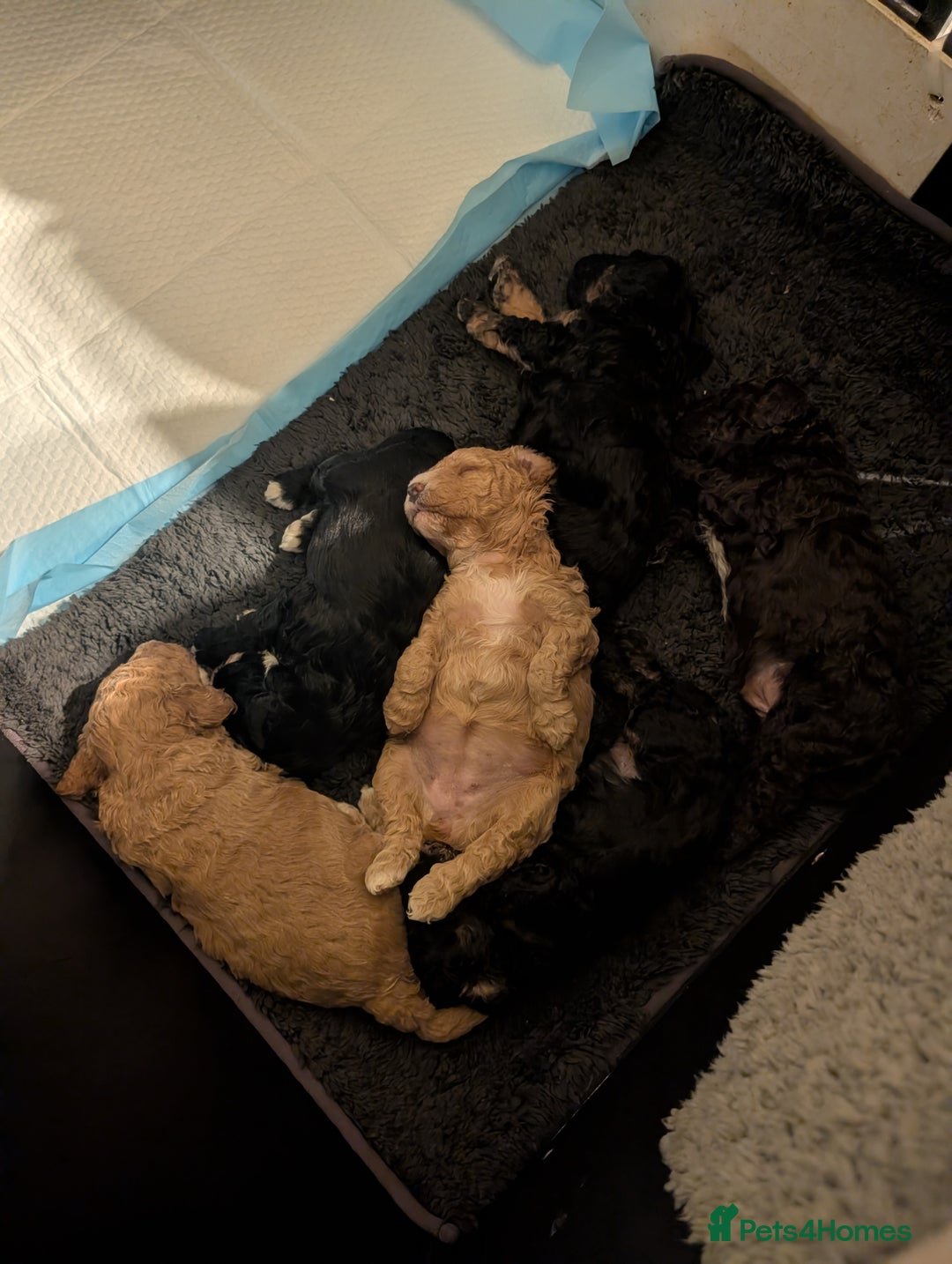 Mixed Breed dogs for sale: Stunning litter of F1B Ttoodle puppies - Advert 4