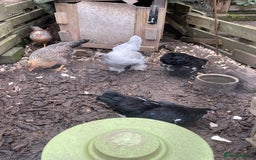Hens poultry for sale: Bantams for sale - Image 2