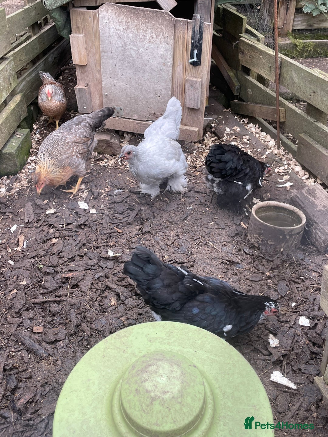 Hens poultry for sale: Bantams for sale - Image 2