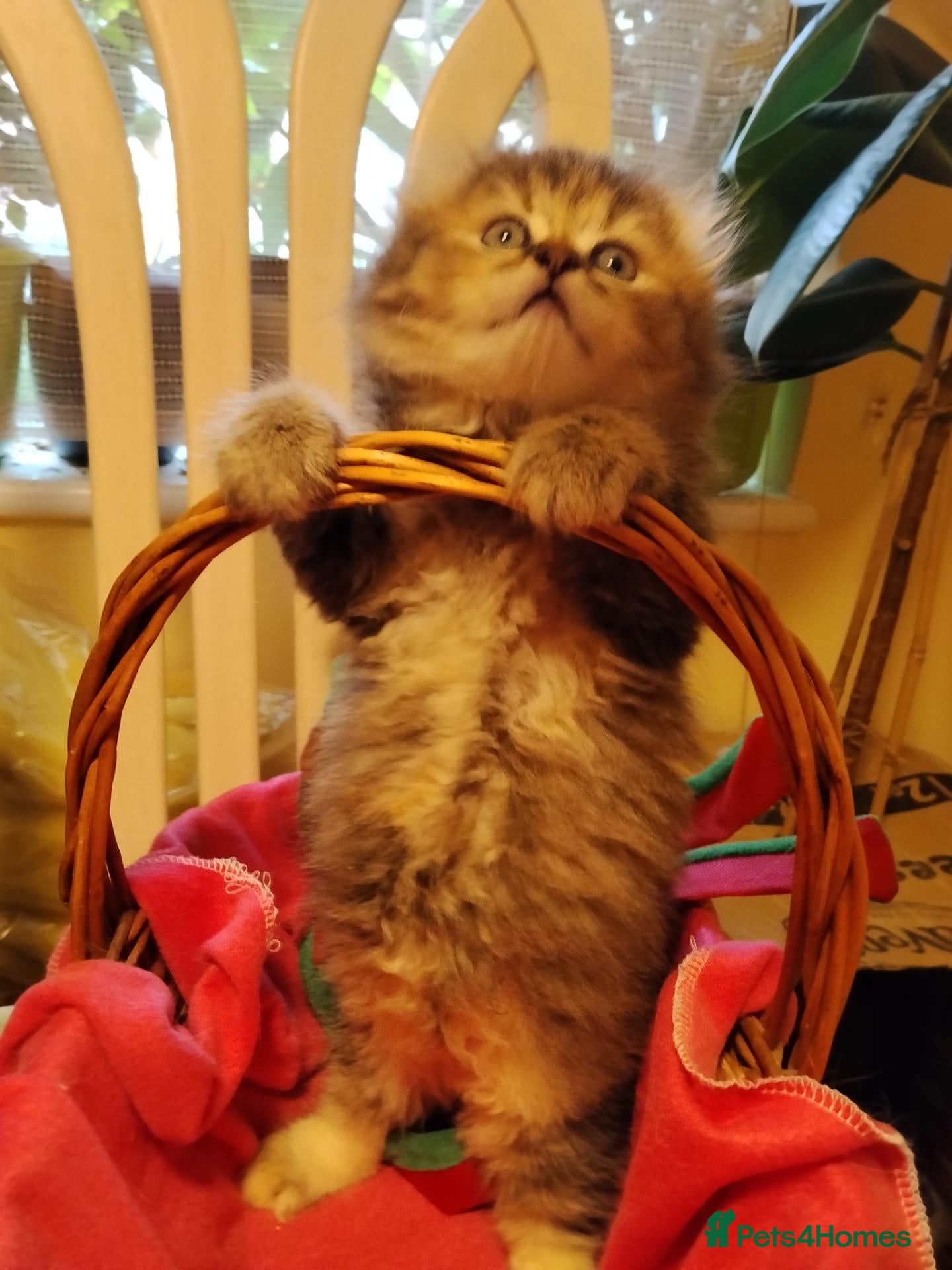 Scottish Fold cats Beautiful Scottish fold kittens  - Advert 18