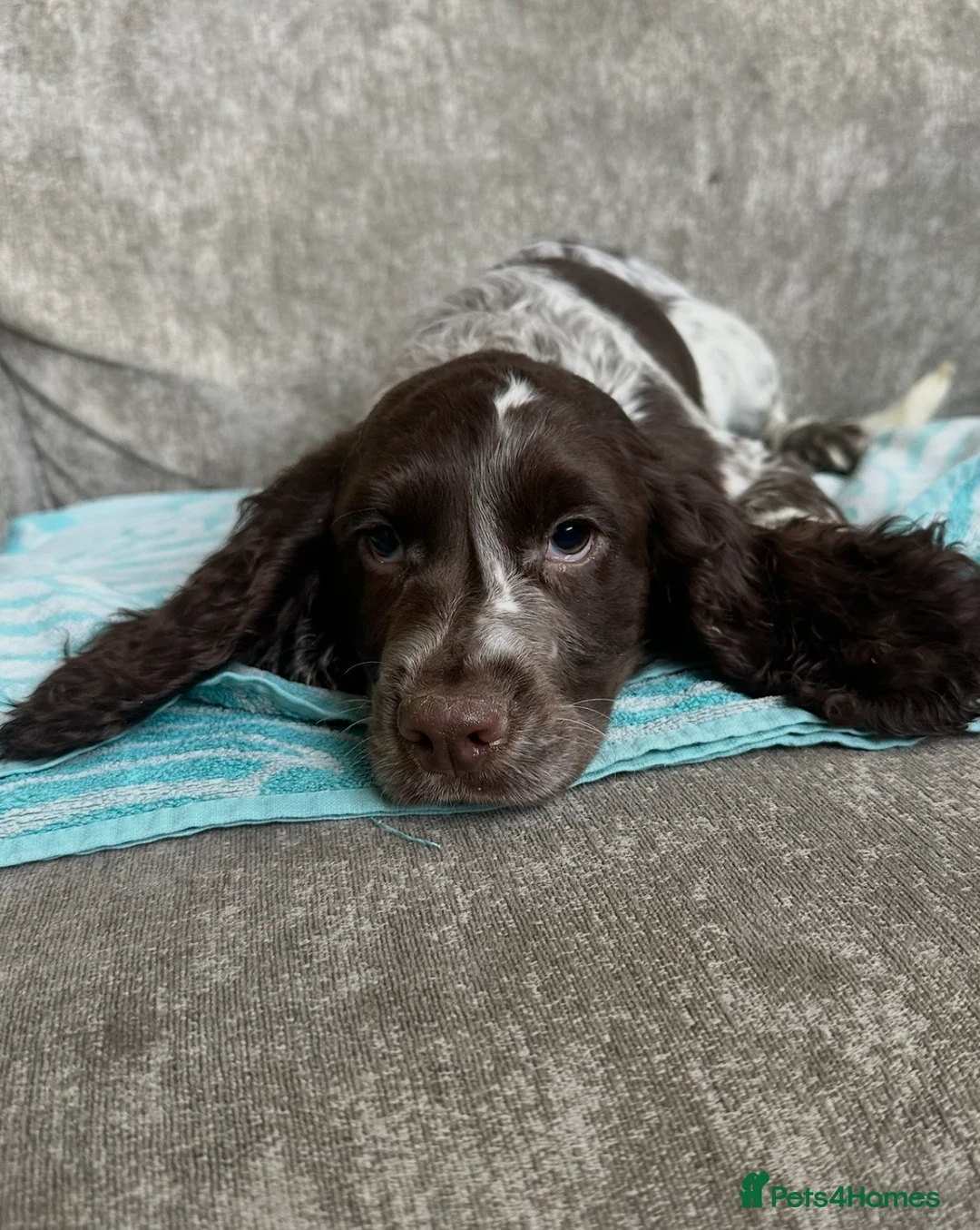 Sprocker dogs for sale: Adorable sprockers - Advert 20