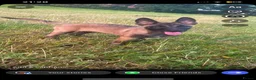Belgian Shepherd Dog dogs for sale: Belgain malinois  - Advert 6