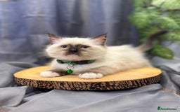 Ragdoll cats for sale: 💎 Purebred Ragdoll kittens-Champion Bloodlines 💎 - Image 6