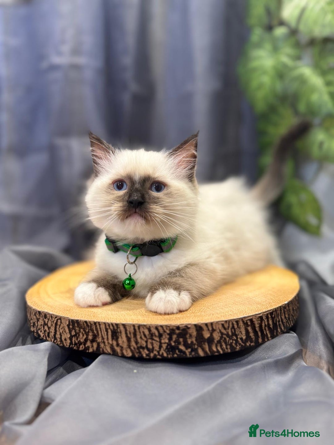 Ragdoll cats for sale: 💎 Purebred Ragdoll kittens-Champion Bloodlines 💎 - Image 6