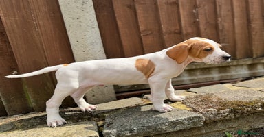 Pointer dogs - Advert 1