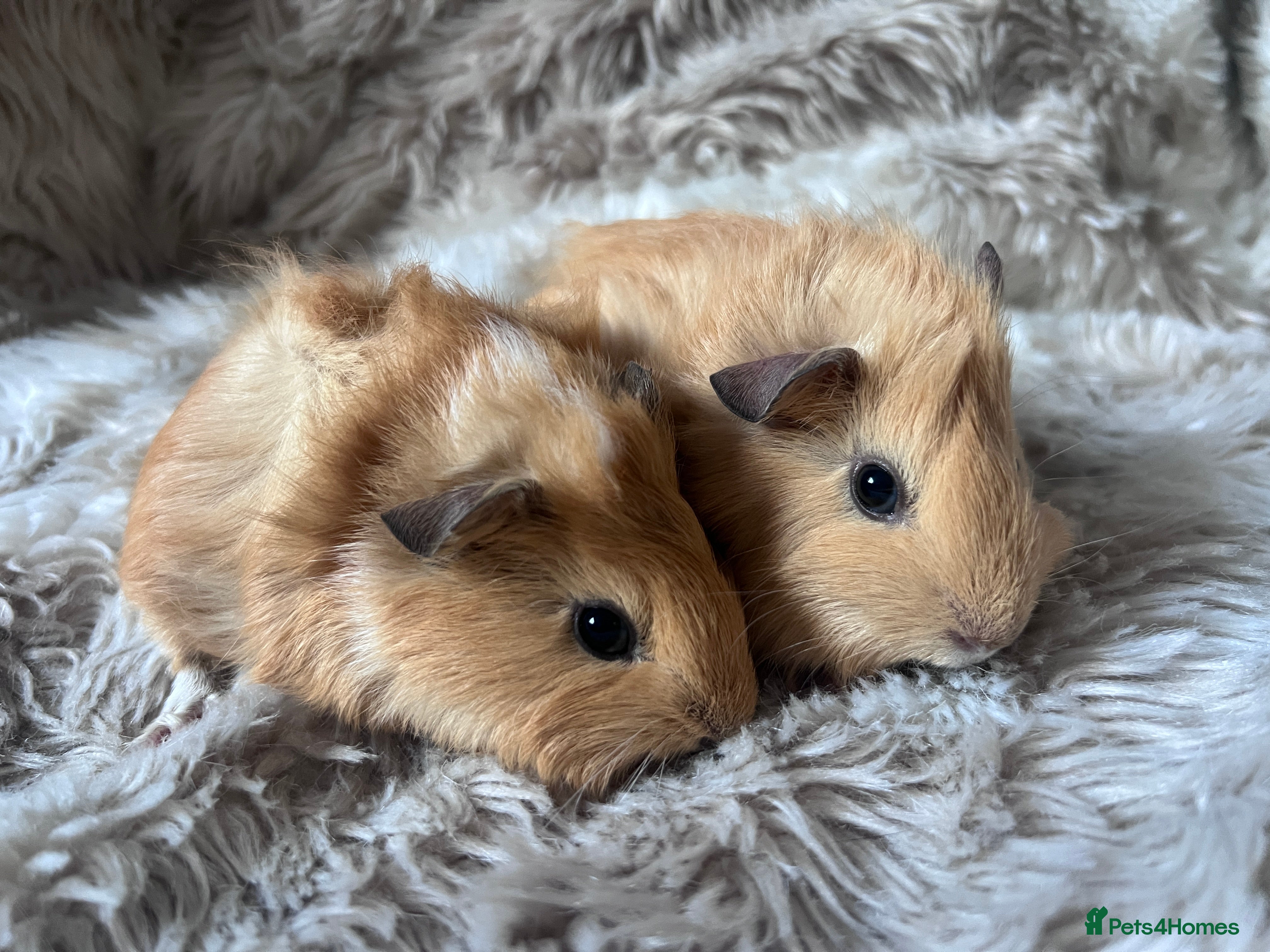 Guinea Pig rodents *Still available* baby guinea pig can be reserved - Advert 15