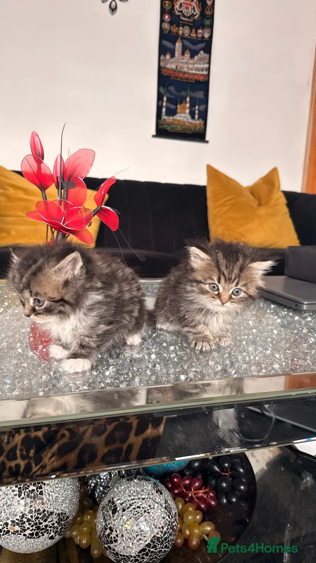 Persian cats for sale: Kittens for sale - Advert 2