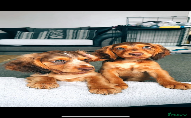 Cocker Spaniel dogs - Advert 16