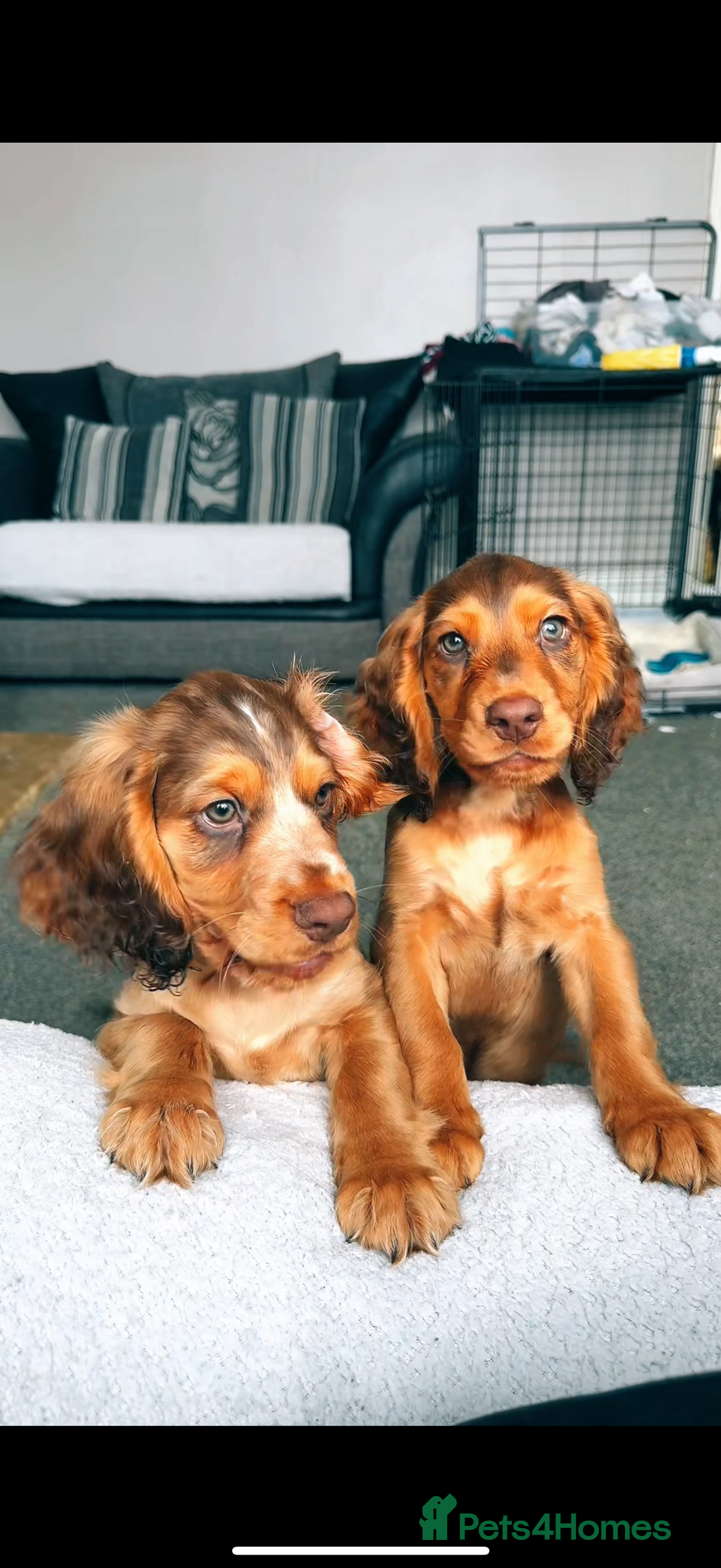 Cocker Spaniel dogs for sale: 7 beautiful chocolate sable cocker spaniels - Image 1