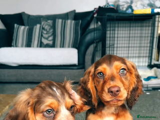 Cocker Spaniel dogs - Advert 14