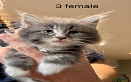 Mixed Breed cats for sale: Maine coon cross ragdoll kittens stunning blues - Advert 13