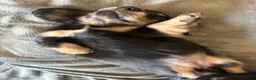Miniature Dachshund dogs for sale: Stunning long haired miniature dachshunds  - Advert 7