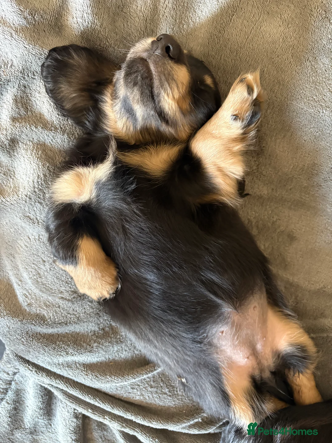 Miniature Dachshund dogs for sale: Stunning long haired miniature dachshunds  - Advert 7