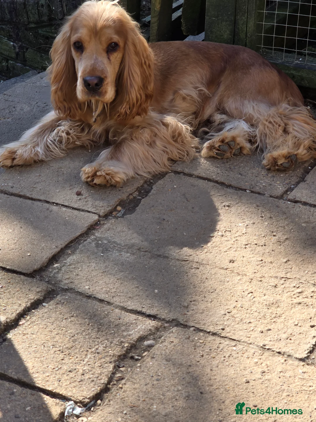 Cocker Spaniel dogs for stud: Stunning  Cocker Spaniel for stud in Northwood - Advert 5