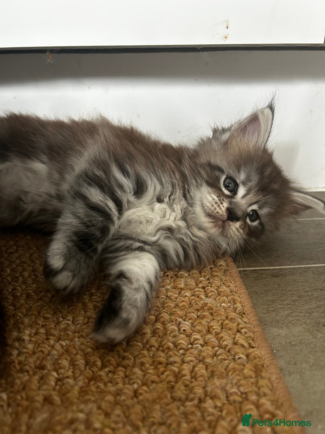 Maine Coon cats for sale: 2 xl tica active mainecoon kittens  - Image 19