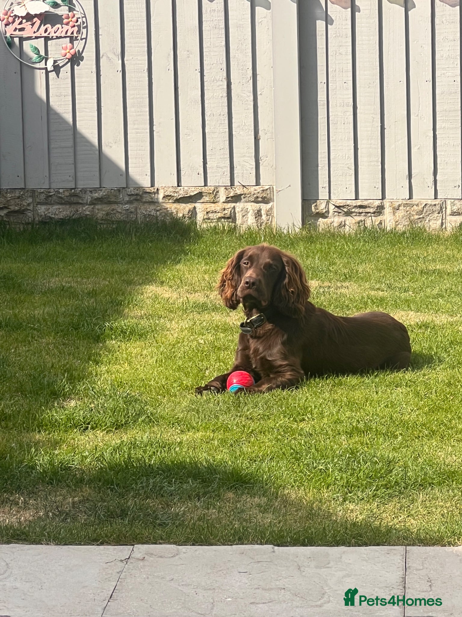 Cocker Spaniel dogs Gorgeous Chocolate Working Cocker Spaniel - Advert 2