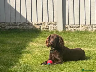 Cocker Spaniel dogs Gorgeous Chocolate Working Cocker Spaniel - Advert 2