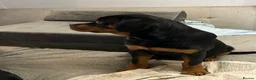 Rottweiler dogs for sale: (1 BOY) left READY TOGO Chunky Rottweilerfor sale - Advert 3
