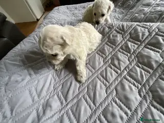 Bichon Frise dogs Bichon Firse in NORTHERN IRELAND - Advert 4