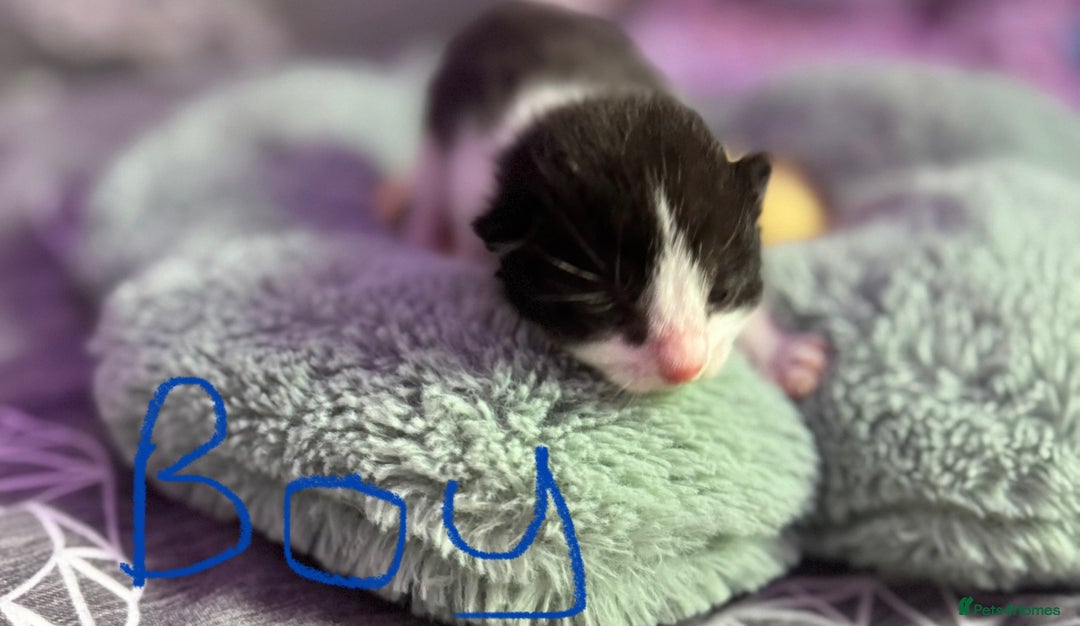 Mixed Breed cats for sale: 4 adorable kittens looking for forever homes - Image 5