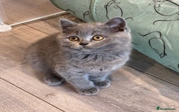 British Shorthair cats for sale: British Shorthair/Scottish Straight Blue Kittens  - Image 3