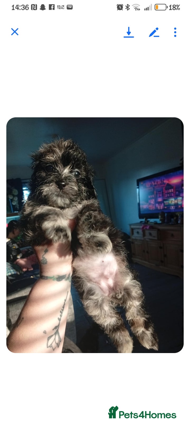 Shihpoo dogs Shihpoo last one in litter  - Advert 1