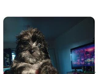 Shihpoo dogs Shihpoo last one in litter - Advert 2