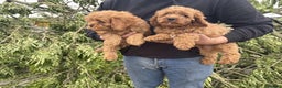 Cavapoo dogs for sale: Cavapoo puppy's  - Advert 5