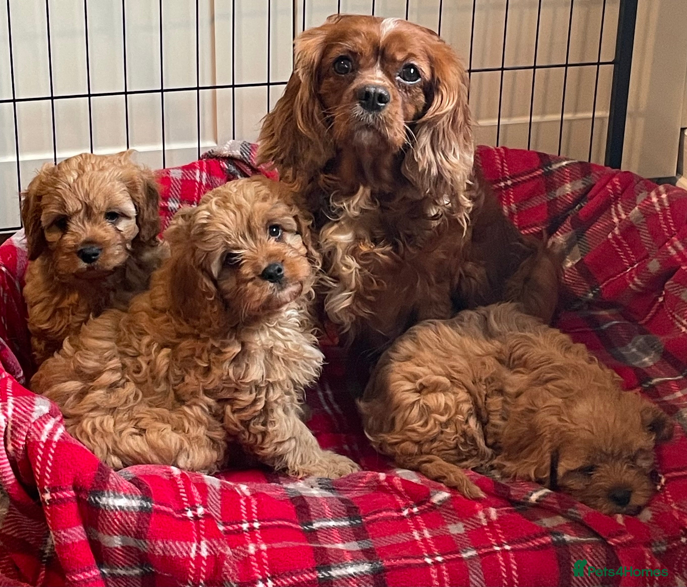 Cavapoo dogs 🐶🐩🐾ADORABLE MINIATURE CAVAPOO🐾🐩🐶 - Advert 1