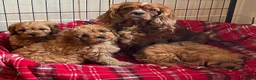 Cavapoo dogs for sale: 🐶🐩🐾ADORABLE MINIATURE CAVAPOO🐾🐩🐶 - Advert 1