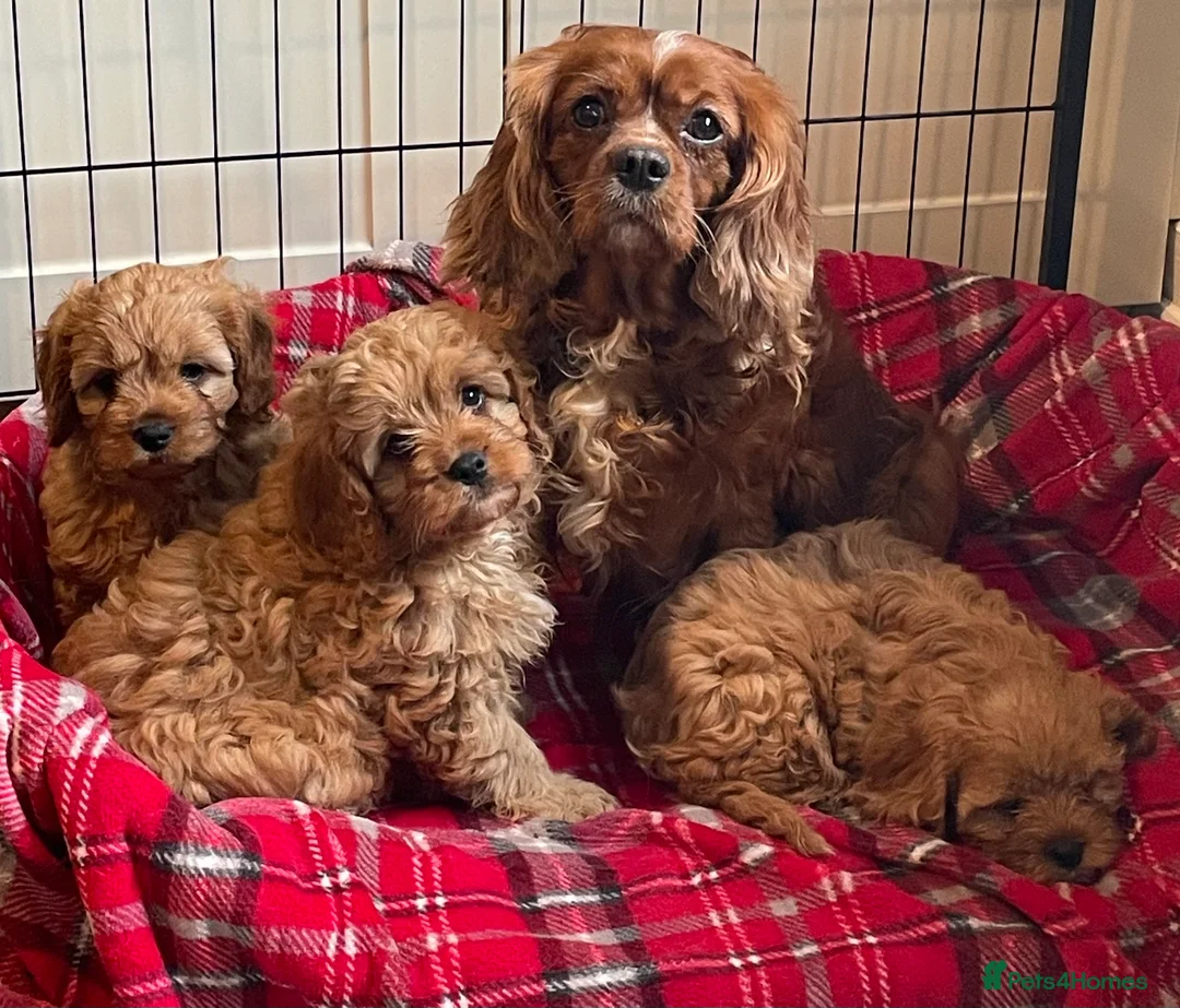 Cavapoo dogs for sale: 🐶🐩🐾ADORABLE MINIATURE CAVAPOO🐾🐩🐶 - Advert 1