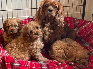 Cavapoo dogs 🐶🐩🐾ADORABLE MINIATURE CAVAPOO🐾🐩🐶 - Advert 16