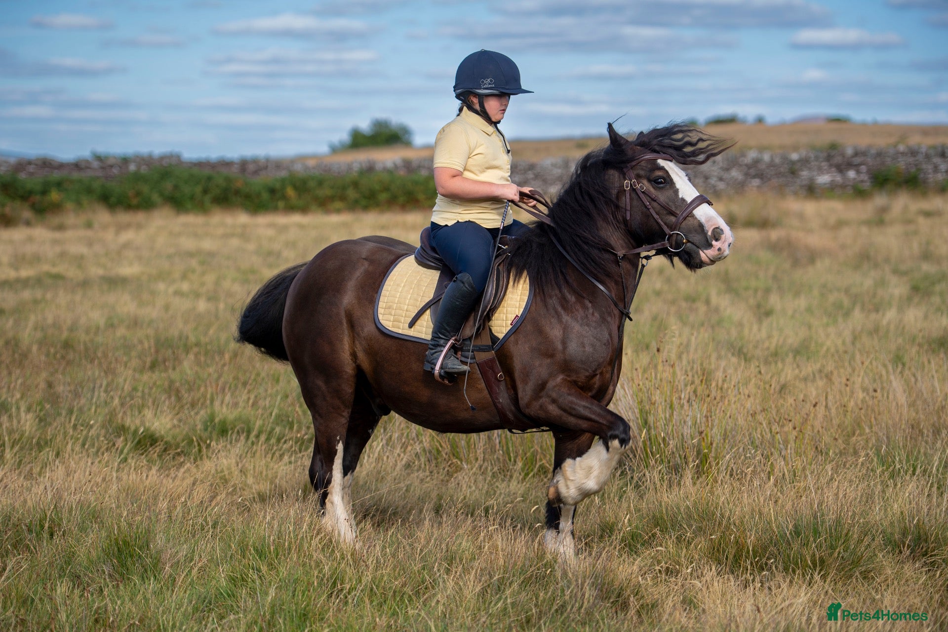 Irish Cob horses Amazing family cob  - Advert 2