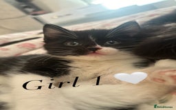 Mixed Breed cats for sale: Adorable Ragdoll/Domestic Kittens - Image 2