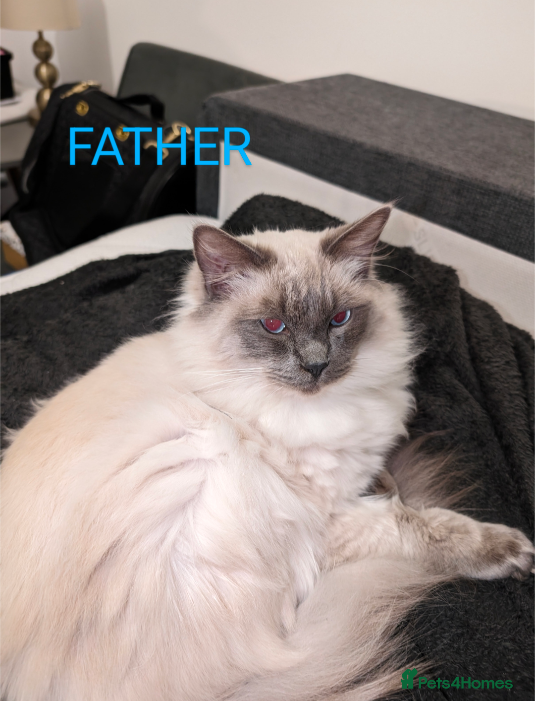 Ragdoll cats for sale: Cute Ragdoll Kittens - Image 6