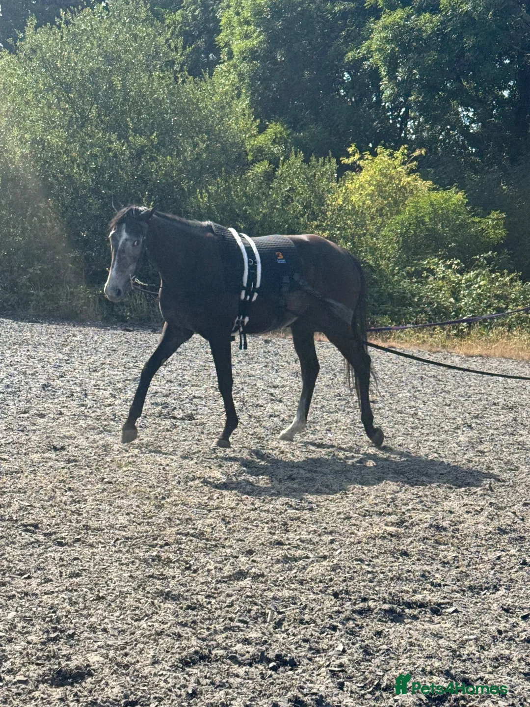 English Thoroughbred horses for sale: Thoroughbred in Southampton - Advert 1