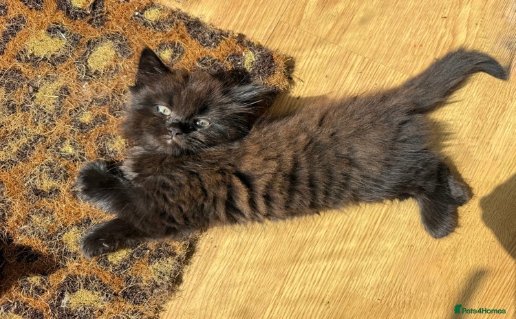 British Longhair cats - Advert 2