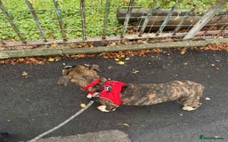 American Bulldog dogs for sale: Male puppy  - Image 2