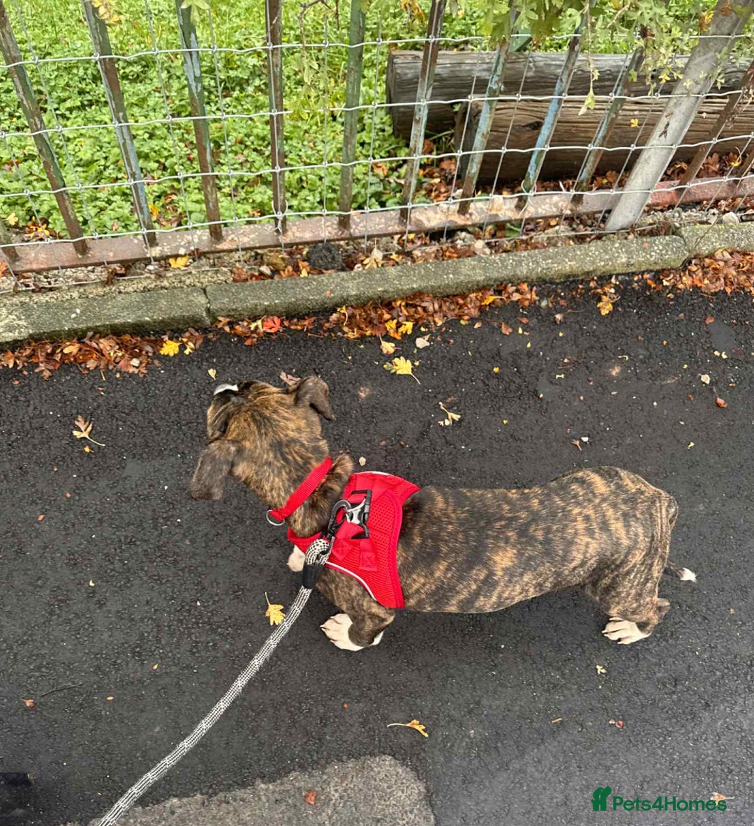 American Bulldog dogs for sale: Male puppy  - Image 2