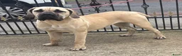 Boerboel dogs for sale: Aggie very very sad sale  in Wingate - Advert 6