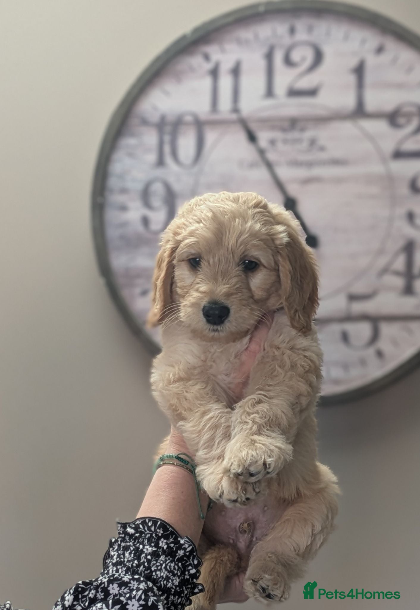 Labradoodle dogs labradoodle puppies for sale  - Advert 2