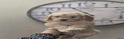 Labradoodle dogs for sale: labradoodle puppies for sale  - Advert 1