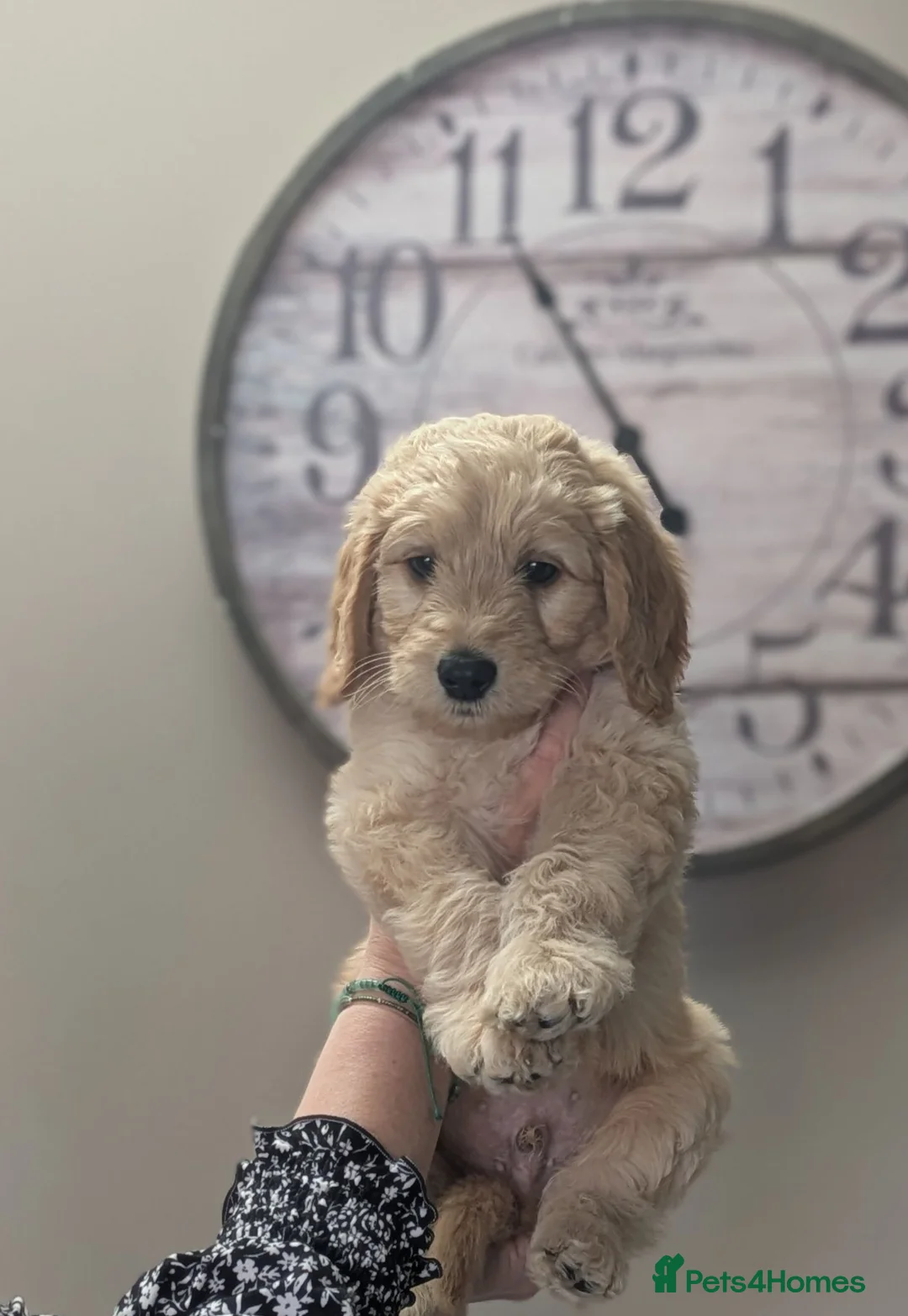 Labradoodle dogs for sale: labradoodle puppies for sale  - Advert 1